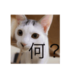 きよまるはなまる（個別スタンプ：8）