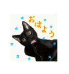 はちくまスタンプその1（個別スタンプ：4）