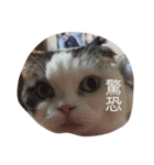 MI_DI（個別スタンプ：8）