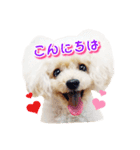 トイプー諭吉☆ゆるカワ犬（個別スタンプ：1）