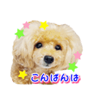 トイプー諭吉☆ゆるカワ犬（個別スタンプ：2）