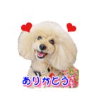 トイプー諭吉☆ゆるカワ犬（個別スタンプ：3）