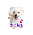 トイプー諭吉☆ゆるカワ犬（個別スタンプ：4）