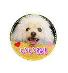 トイプー諭吉☆ゆるカワ犬（個別スタンプ：5）