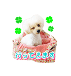 トイプー諭吉☆ゆるカワ犬（個別スタンプ：6）