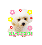 トイプー諭吉☆ゆるカワ犬（個別スタンプ：7）