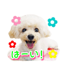 トイプー諭吉☆ゆるカワ犬（個別スタンプ：8）