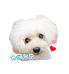 トイプー諭吉☆ゆるカワ犬（個別スタンプ：9）