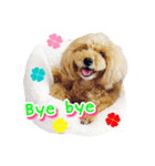 トイプー諭吉☆ゆるカワ犬（個別スタンプ：10）