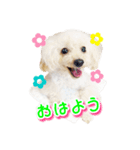 トイプー諭吉☆ゆるカワ犬（個別スタンプ：11）