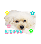 トイプー諭吉☆ゆるカワ犬（個別スタンプ：12）