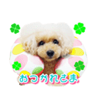 トイプー諭吉☆ゆるカワ犬（個別スタンプ：13）