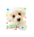 トイプー諭吉☆ゆるカワ犬（個別スタンプ：14）