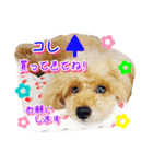 トイプー諭吉☆ゆるカワ犬（個別スタンプ：15）