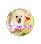 トイプー諭吉☆ゆるカワ犬（個別スタンプ：16）