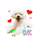 トイプー諭吉☆ゆるカワ犬（個別スタンプ：17）