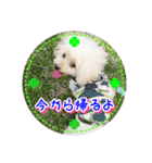 トイプー諭吉☆ゆるカワ犬（個別スタンプ：18）