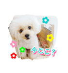 トイプー諭吉☆ゆるカワ犬（個別スタンプ：19）