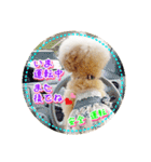 トイプー諭吉☆ゆるカワ犬（個別スタンプ：20）