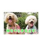 トイプー諭吉☆ゆるカワ犬（個別スタンプ：21）