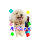 トイプー諭吉☆ゆるカワ犬（個別スタンプ：22）