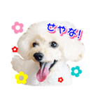 トイプー諭吉☆ゆるカワ犬（個別スタンプ：24）