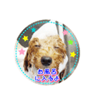 トイプー諭吉☆ゆるカワ犬（個別スタンプ：25）