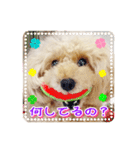 トイプー諭吉☆ゆるカワ犬（個別スタンプ：26）