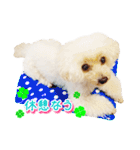 トイプー諭吉☆ゆるカワ犬（個別スタンプ：28）