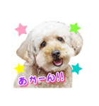 トイプー諭吉☆ゆるカワ犬（個別スタンプ：29）