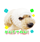 トイプー諭吉☆ゆるカワ犬（個別スタンプ：30）