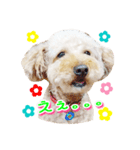 トイプー諭吉☆ゆるカワ犬（個別スタンプ：31）