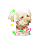 トイプー諭吉☆ゆるカワ犬（個別スタンプ：32）