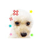 トイプー諭吉☆ゆるカワ犬（個別スタンプ：33）