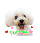 トイプー諭吉☆ゆるカワ犬（個別スタンプ：34）