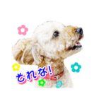 トイプー諭吉☆ゆるカワ犬（個別スタンプ：35）