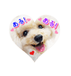 トイプー諭吉☆ゆるカワ犬（個別スタンプ：36）