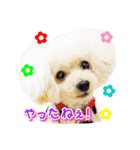 トイプー諭吉☆ゆるカワ犬（個別スタンプ：37）