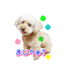 トイプー諭吉☆ゆるカワ犬（個別スタンプ：38）