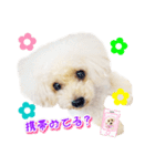 トイプー諭吉☆ゆるカワ犬（個別スタンプ：40）