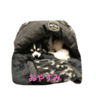 パトラ＆レオン（個別スタンプ：6）