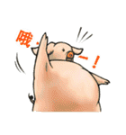 pig's life story in traditional chinese（個別スタンプ：13）