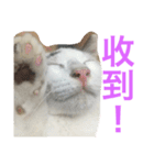 cats and life（個別スタンプ：2）