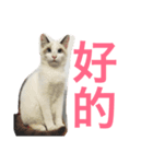 cats and life（個別スタンプ：4）