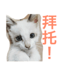 cats and life（個別スタンプ：5）