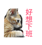 cats and life（個別スタンプ：9）