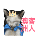 cats and life（個別スタンプ：14）