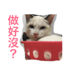 cats and life（個別スタンプ：15）