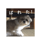 迷犬チャコラッシュ（個別スタンプ：14）