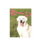 queen. Noel. Monica（個別スタンプ：6）